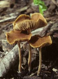 Agrocybe arvalis image