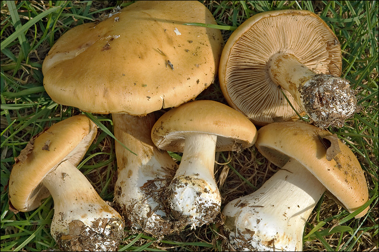 Cortinarius allutus var. xanthus image