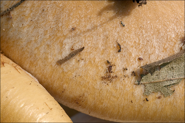 Cortinarius allutus image