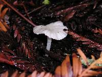 Marasmius calhouniae image