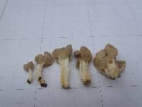 Helvella lacunosa image