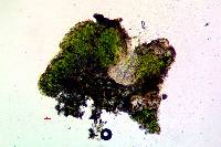 Lecanora saligna image