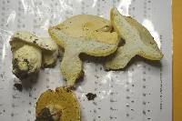 Boletus albisulphureus image