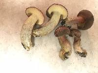 Boletus patrioticus image