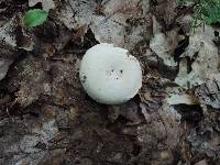 Russula inopina image