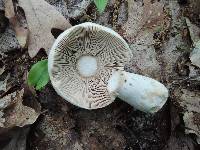 Russula inopina image