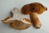 Cortinarius badiolatus image