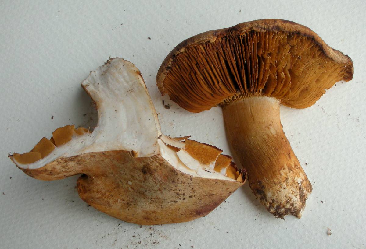 Cortinarius badiolatus image