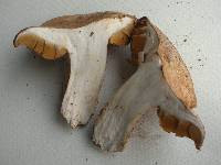 Cortinarius badiolatus image