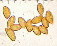 Cortinarius badiolatus image
