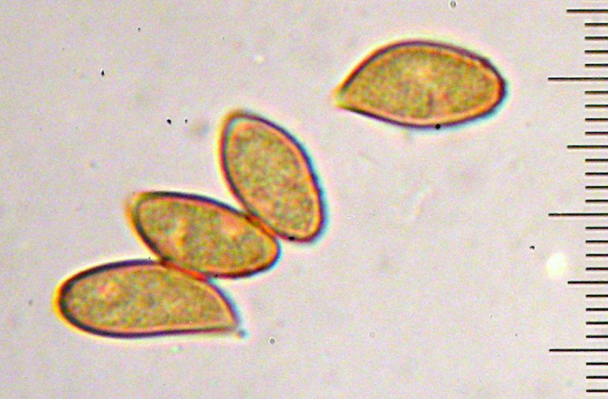 Cortinarius badiolatus image