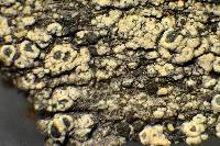 Lecanora simeonensis image