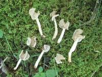 Helvella latispora image