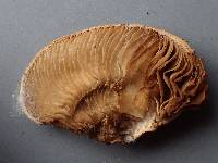 Crepidotus cesatii image