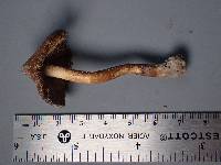 Inocybe rimosa image