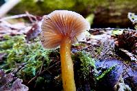 Hygrocybe laeta var. laeta image