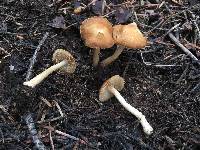 Inocybe nitidiuscula image