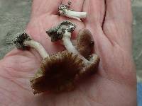 Inocybe abjecta image