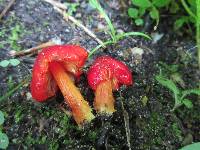 Hygrocybe acutoconica image