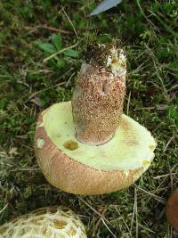 Boletus subcaerulescens image