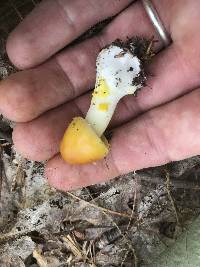 Amanita elongata image