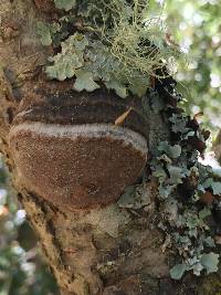 Phellinus pomaceoides image