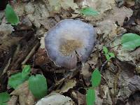 Cortinarius argenteopileatus image