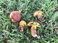 Butyriboletus floridanus image