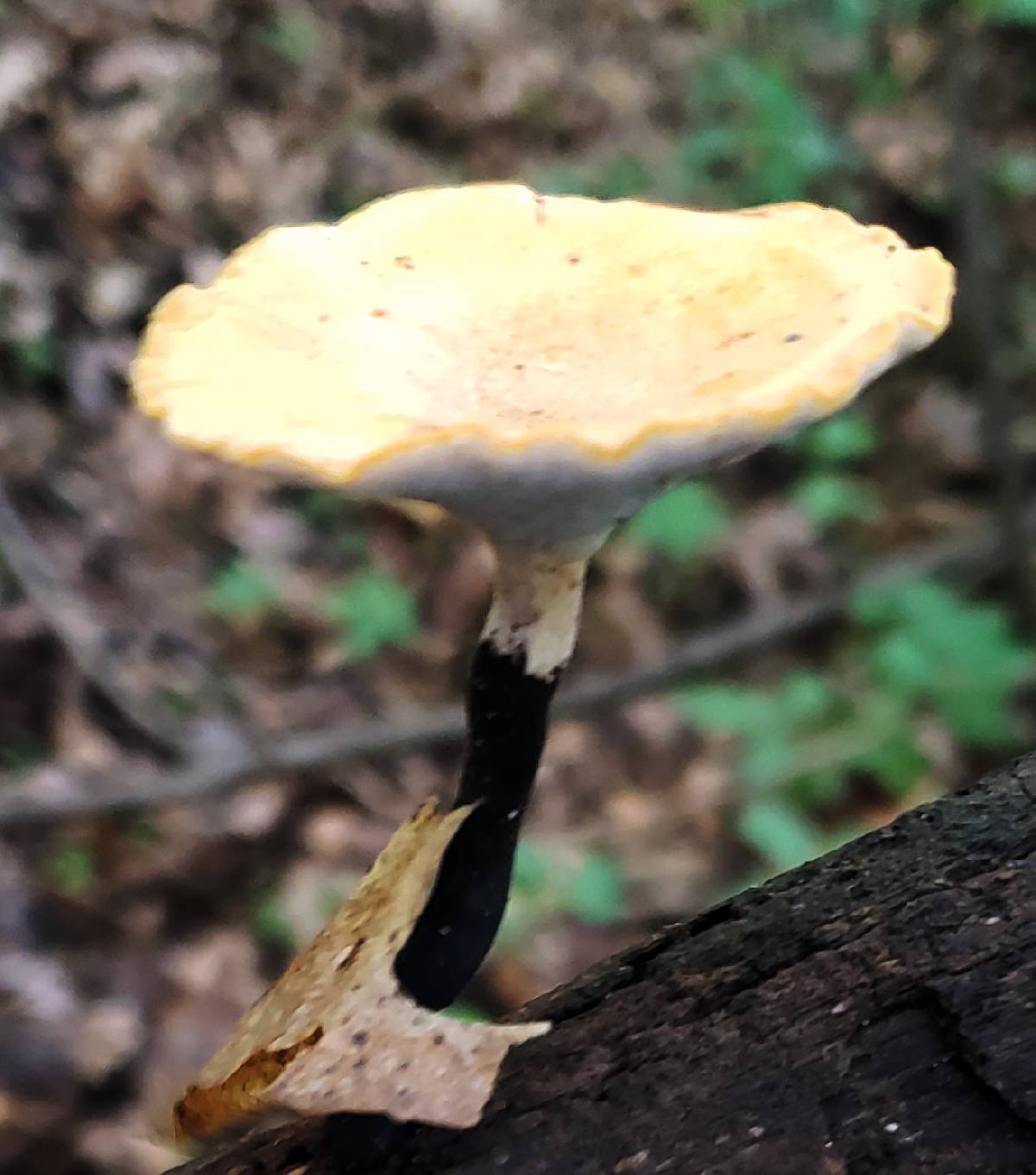 Cerioporus varius image