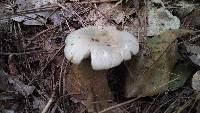 Russula crustosa image