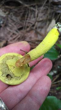 Pulveroboletus ravenelii image