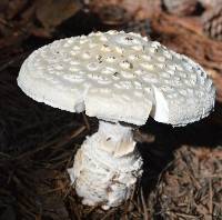 Amanita cokeri image