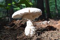 Amanita cokeri image