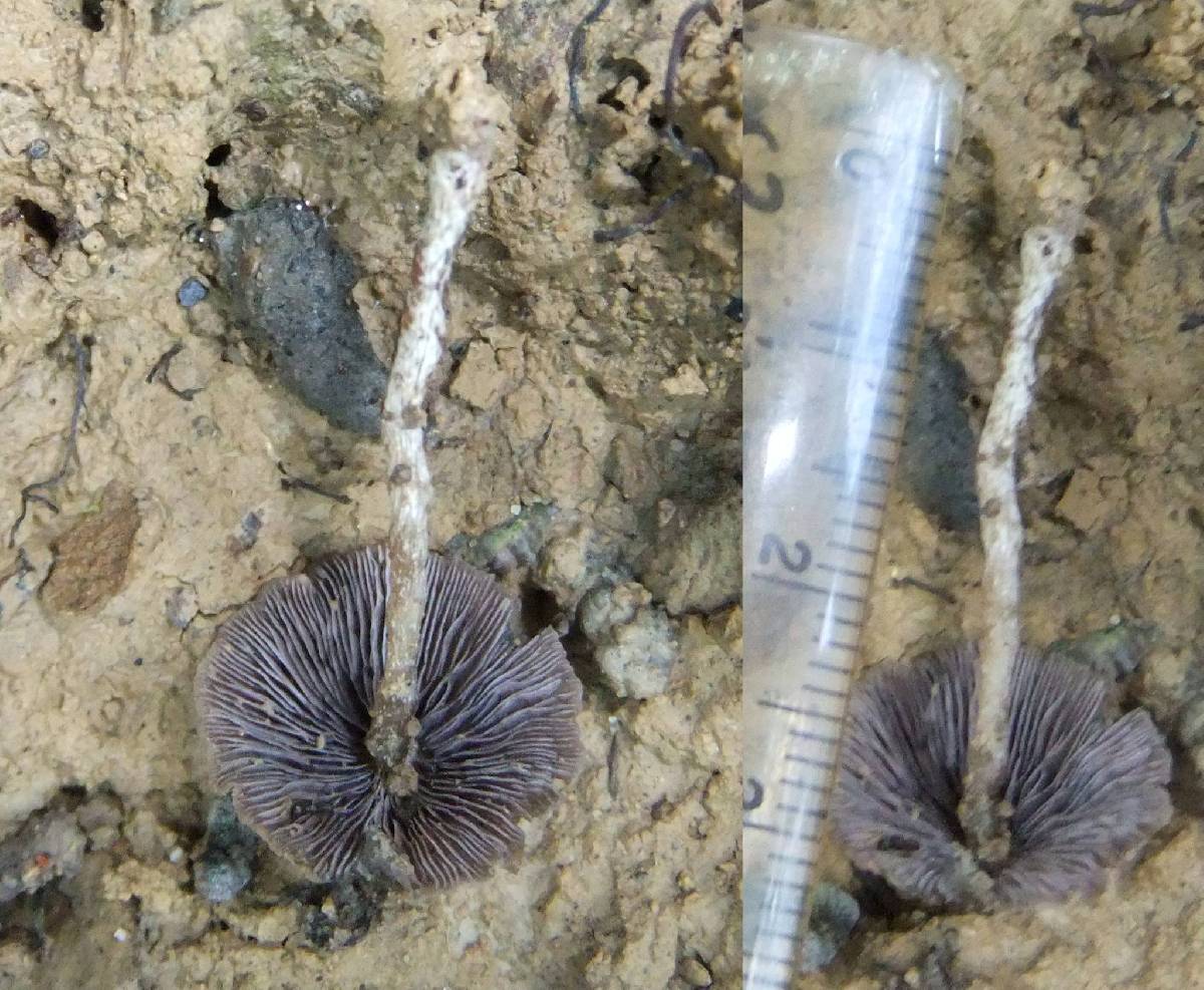 Psilocybe subcaerulipes image