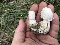 Amanita rubescens var. rubescens image