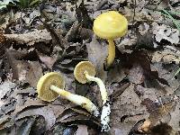 Boletus curtisii image