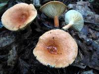 Lactifluus hygrophoroides image