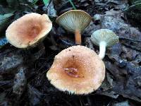 Lactifluus hygrophoroides image