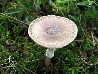 Amanita solaniolens image