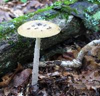 Amanita xanthomitra image