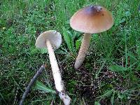 Amanita sect. Vaginatae image