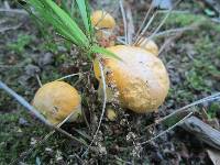 Cantharellus flavus image