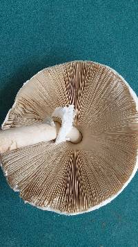 Macrolepiota dolichaula image