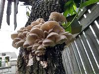 Pleurotus populinus image