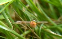 Marasmius curreyi image