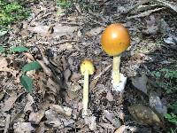 Amanita arkansana image