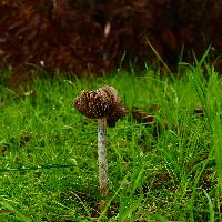 Psilocybe subaeruginosa image