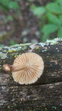 Heliocybe sulcata image