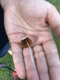 Conocybe apala image