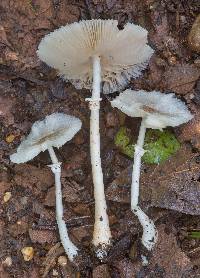 Leucocoprinus longistriatus image